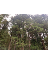 God Field - かすみの女の子ブログ画像