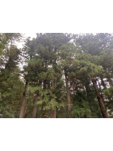 God Field - かすみの女の子ブログ画像