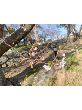 God Field - かすみの女の子ブログ画像