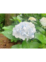 God Field - かすみの女の子ブログ画像