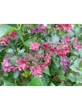 God Field - かすみの女の子ブログ画像