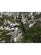 God Field - かすみの女の子ブログ画像