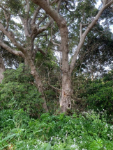 God Field - かすみの女の子ブログ画像