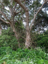 God Field - かすみの女の子ブログ画像