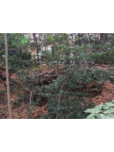 God Field - かすみの女の子ブログ画像