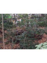 God Field - かすみの女の子ブログ画像