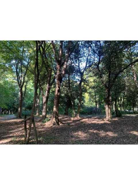 女の子ブログ添付画像1