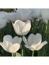 黒崎OIRAN - 華月の女の子ブログ画像