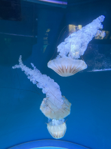 黒崎OIRAN - 華月の女の子ブログ画像