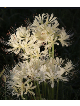 黒崎OIRAN - 華月の女の子ブログ画像