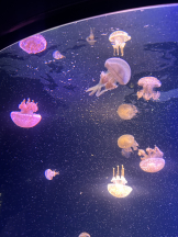 黒崎OIRAN - 華月の女の子ブログ画像