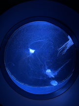 黒崎OIRAN - 華月の女の子ブログ画像