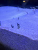 黒崎OIRAN - 華月の女の子ブログ画像