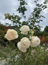 黒崎OIRAN - 華月の女の子ブログ画像