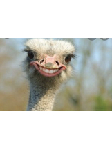 黒崎OIRAN - 華月の女の子ブログ画像