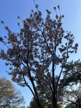 黒崎OIRAN - 華月の女の子ブログ画像