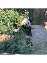 アズクラブ - さきの女の子ブログ画像