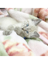 ViVian - れなの女の子ブログ画像