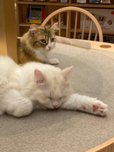 ViVian - れなの女の子ブログ画像