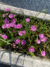 ViVian - れなの女の子ブログ画像