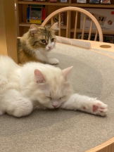 ViVian - れなの女の子ブログ画像