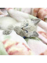 ViVian - れなの女の子ブログ画像