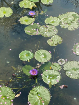 ViVian - れなの女の子ブログ画像