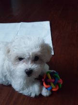 黒崎OIRAN - あみの女の子ブログ画像