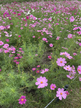 黒崎OIRAN - まりあの女の子ブログ画像