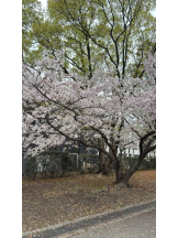 God Field - りこの女の子ブログ画像