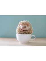 アズクラブ - ゆあの女の子ブログ画像