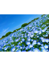 God Field - さくらの女の子ブログ画像