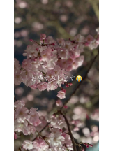 アズクラブ - れんかの女の子ブログ画像