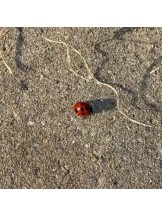 God Field - みやびの女の子ブログ画像