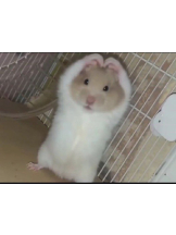 月紅 - リンの女の子ブログ画像