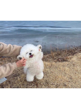 ViVian - よしのの女の子ブログ画像