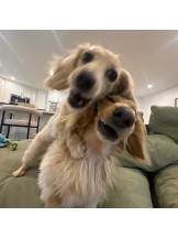 ViVian - よしのの女の子ブログ画像