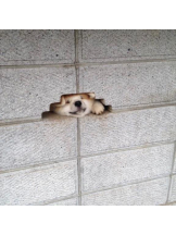 ViVian - よしのの女の子ブログ画像