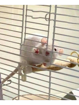 ViVian - よしのの女の子ブログ画像