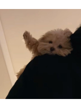 ViVian - よしのの女の子ブログ画像