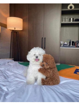 ViVian - よしのの女の子ブログ画像