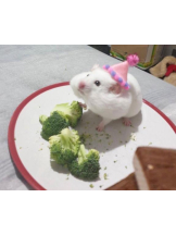 ViVian - よしのの女の子ブログ画像