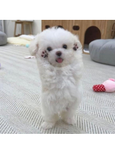 ViVian - よしのの女の子ブログ画像