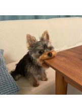 ViVian - よしのの女の子ブログ画像