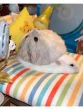 ViVian - よしのの女の子ブログ画像