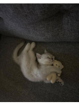 ViVian - よしのの女の子ブログ画像