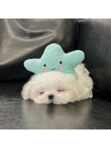 ViVian - よしのの女の子ブログ画像