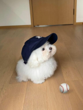 ViVian - よしのの女の子ブログ画像