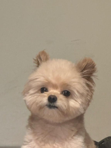 ViVian - よしのの女の子ブログ画像