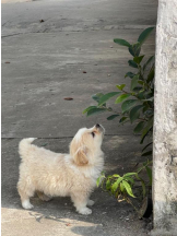 ViVian - よしのの女の子ブログ画像